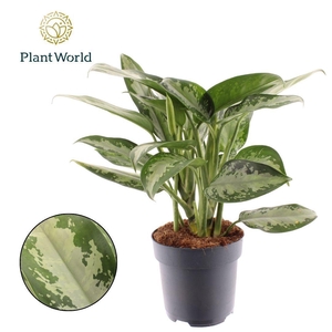 Aglaonema Jubilee Petite