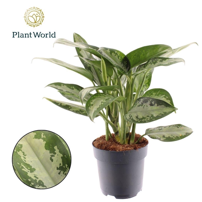 <h4>Aglaonema Jubilee Petite</h4>