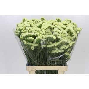 Limonium sinuatum Crystal Yellow