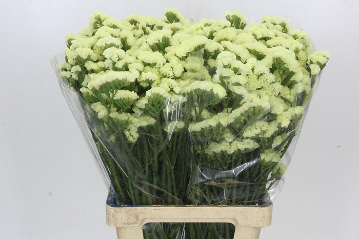 <h4>Limonium Statice Crystal Yellow</h4>