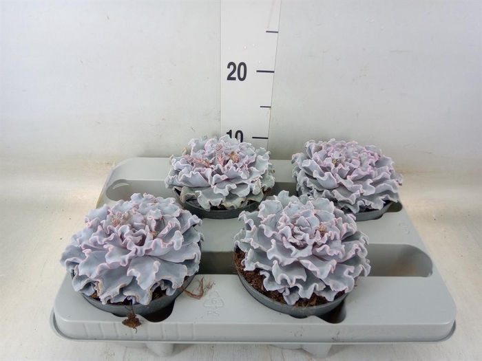 <h4>Echeveria ...</h4>