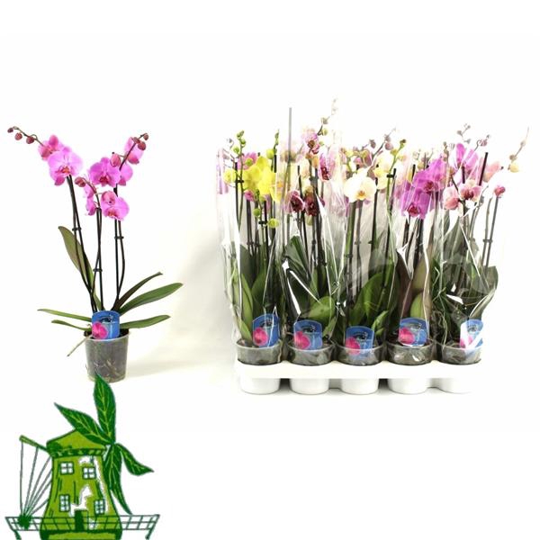 <h4>3 Tak Phalaenopsis MIX, 18+ Knop, 60 CM</h4>