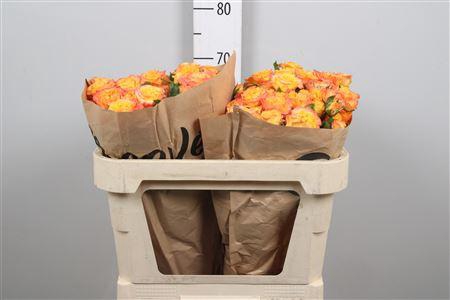 <h4>R Tr Eternal Flame</h4>