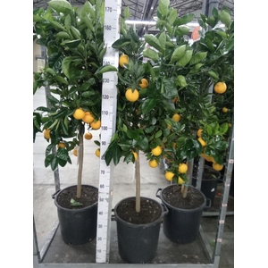 Citrus   ...
