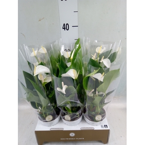 Anthurium andr. 'White Champion'