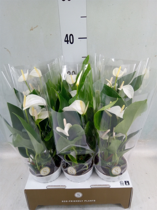 <h4>Anthurium andr. 'White Champion'</h4>