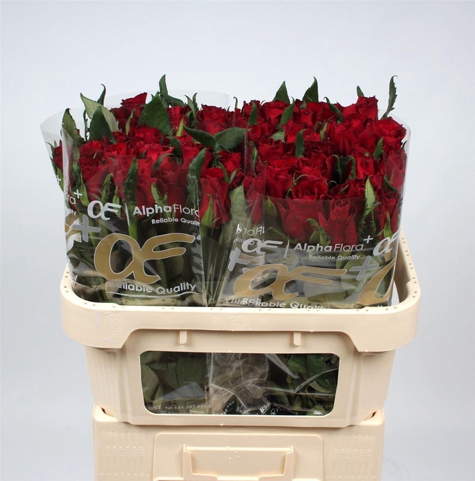 <h4>R Gr Ever Red</h4>