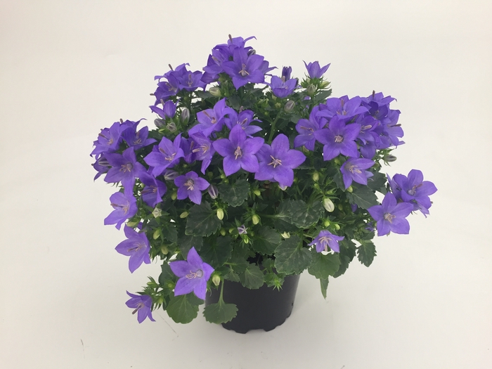 CAMPANULA-HYBRID P11