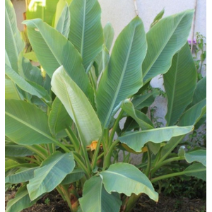 Musa basjo