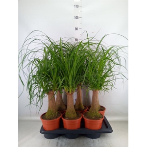 Beaucarnea recurvata