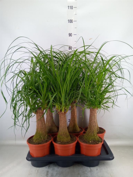 <h4>Beaucarnea recurvata</h4>