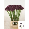Allium Atropurpureum
