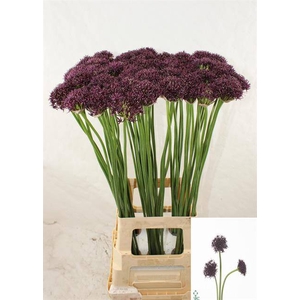 ALLIUM ATROPURPUREUM