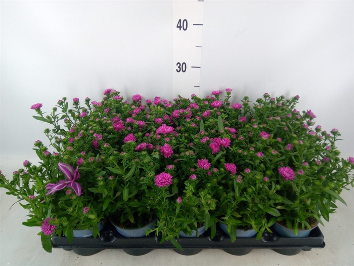 <h4>Aster n-b   ...</h4>
