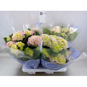 Hydrangea mac.   ...