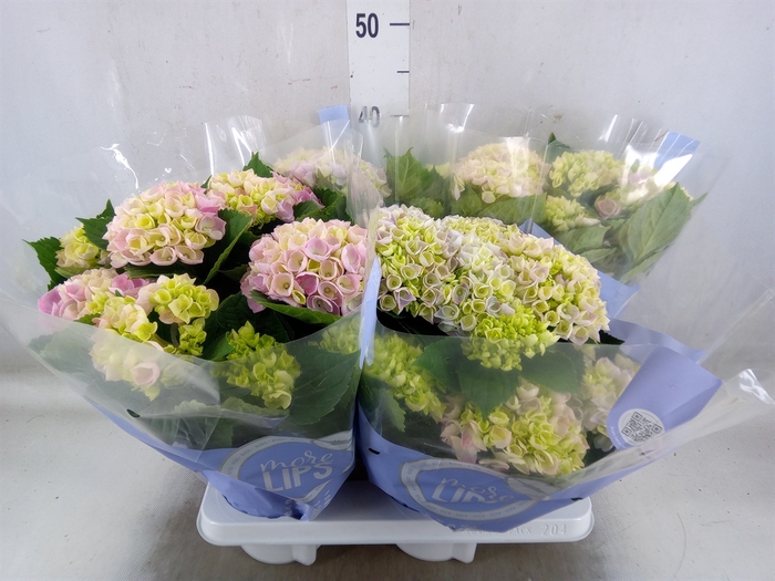 <h4>Hydrangea mac.   ...</h4>