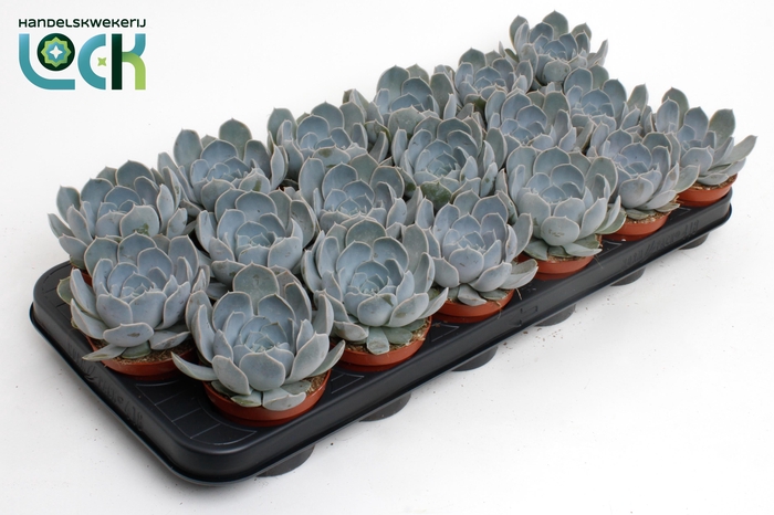 <h4>Echeveria Minima</h4>