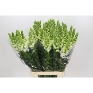 Antirrhinum Potomac White