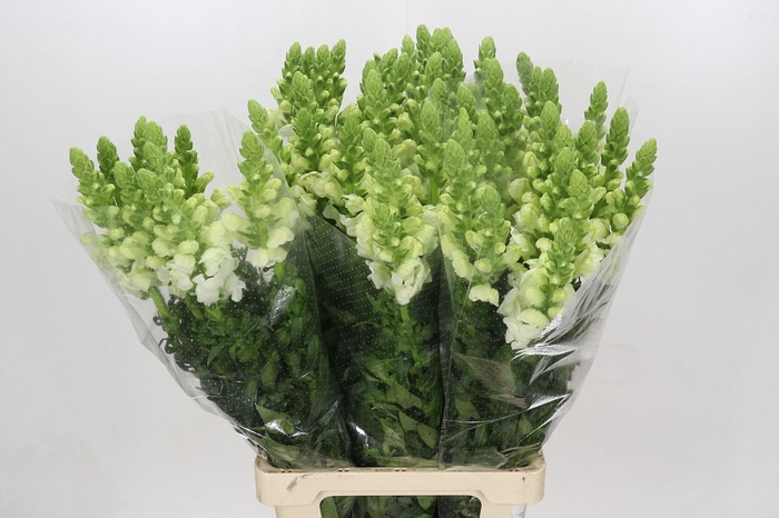 <h4>Antirrhinum Potomac White</h4>