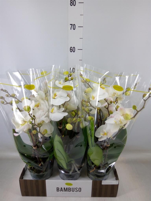 <h4>Phalaenopsis   ...white</h4>