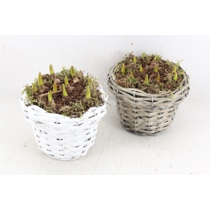 arr4 Muscari JS - White/grey mix mandje kl.