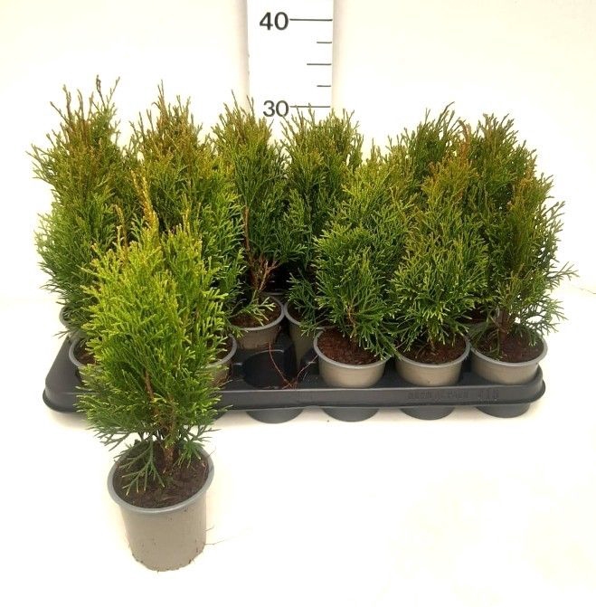 <h4>THUJA O SMARAGD</h4>
