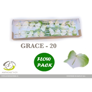 ANTH A GRACE 20 FL
