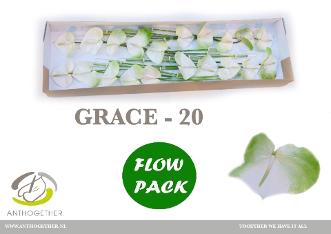 <h4>ANTH A GRACE 20 FL</h4>