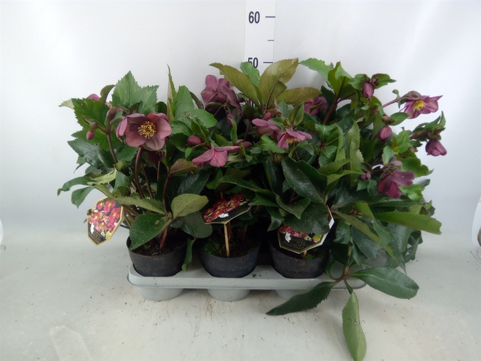 <h4>Helleborus  'Ice N Roses Bennotta'</h4>