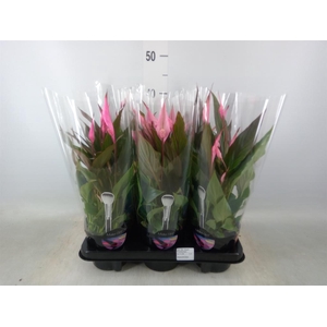 Spathiphyllum  'Bellini'