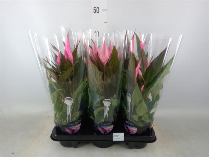 <h4>Spathiphyllum  'Bellini'</h4>