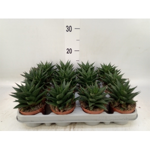 Haworthia limifolia