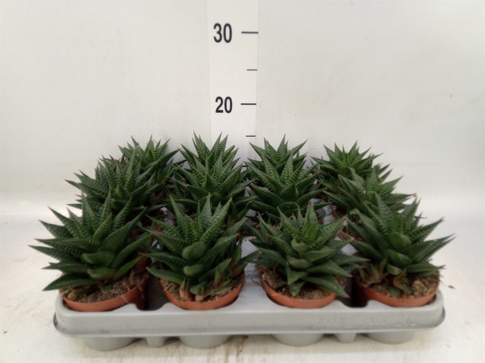 <h4>Haworthia limifolia</h4>