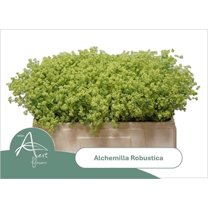 ALCH M ROBUSTICA