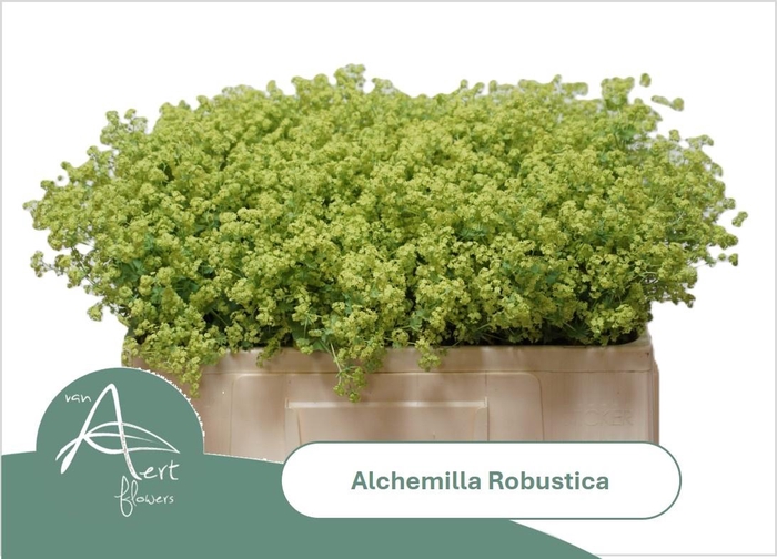 <h4>ALCH M ROBUSTICA</h4>