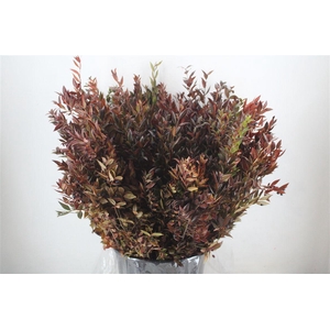 Myrthe Berry Red P Bunch