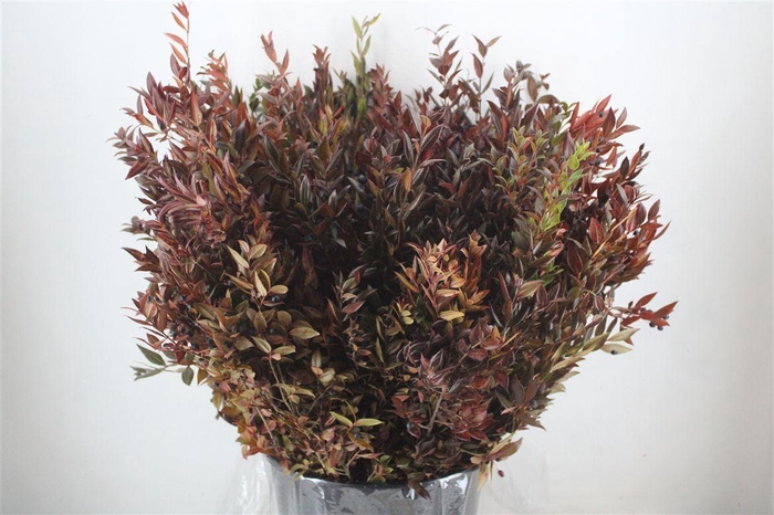 <h4>Myrthe Berry Red P Bunch</h4>