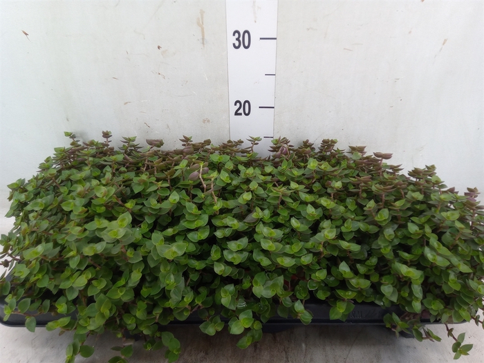 <h4>Callisia repens</h4>