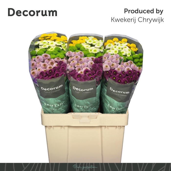 <h4>Chr S Pompon Gem Bs</h4>