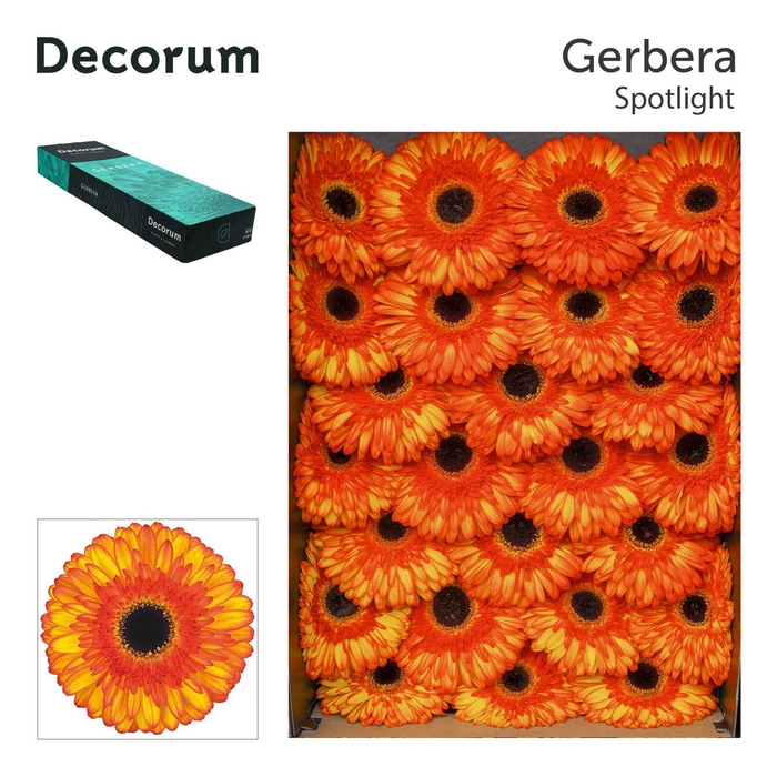 <h4>Gerbera Spotlight Doos</h4>