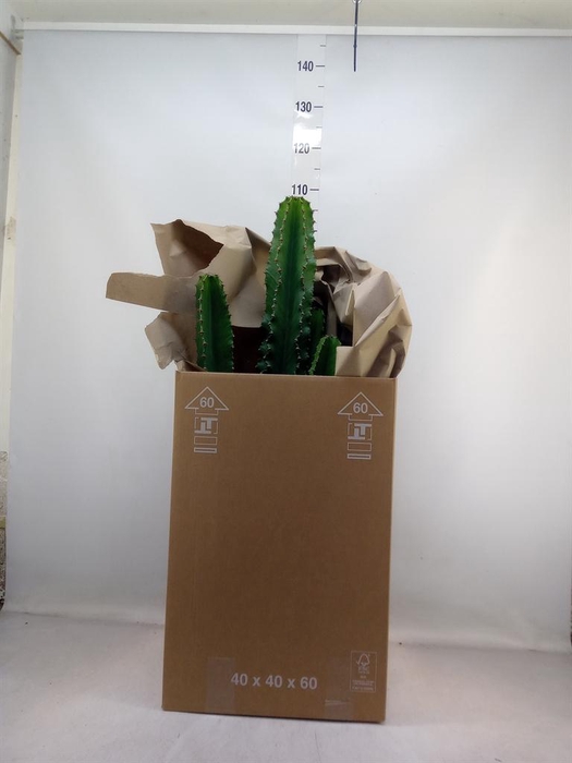 <h4>Euphorbia ingens</h4>