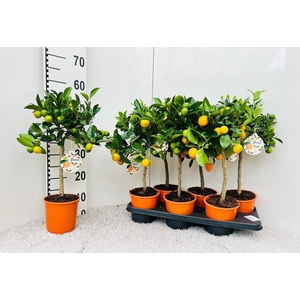 Citrus Calamondin high-stem
