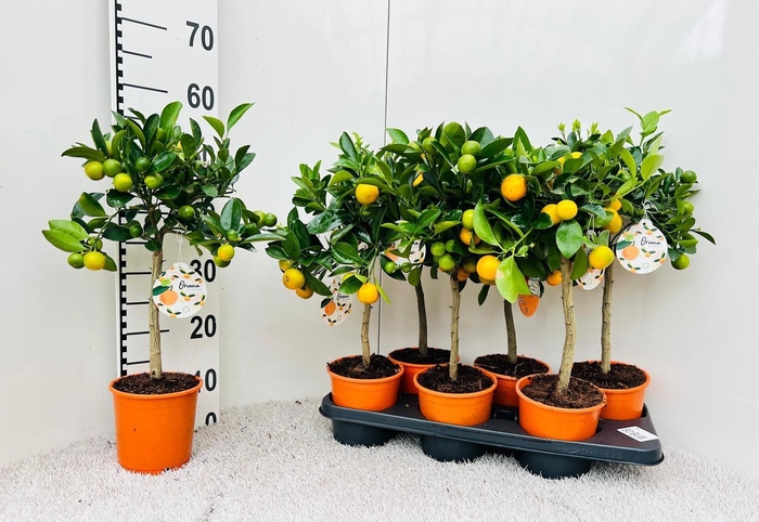 <h4>Citrus Calamondin high-stem</h4>