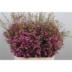 Chamelaucium Rotem