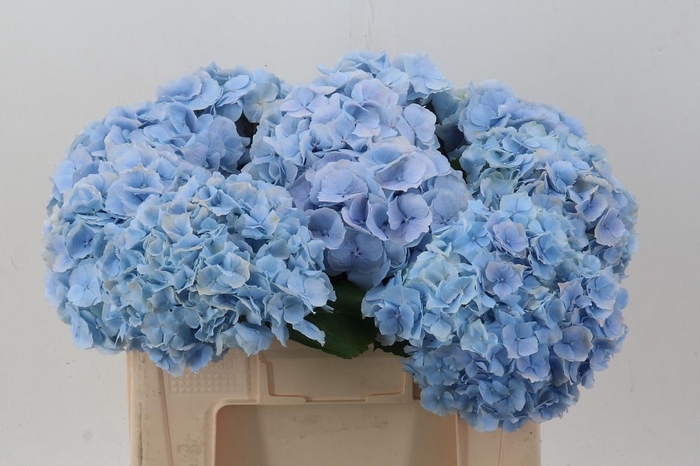 <h4>Hydr M Ch Verena Bl</h4>