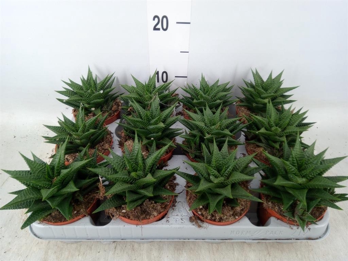 <h4>Haworthia limifolia</h4>