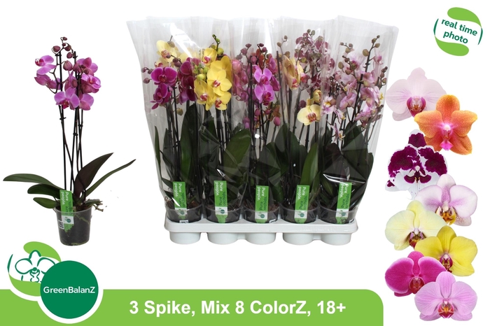 <h4>PHAL GEM 8 KL</h4>