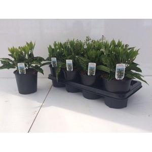 AUCUBA J CROTONIFOLI