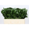 Ruscus Hypophyllum