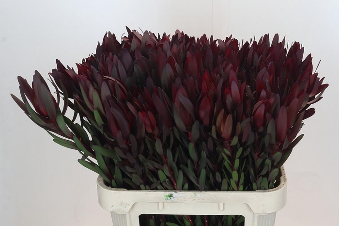 <h4>LEUCAD SAF SUNSET</h4>